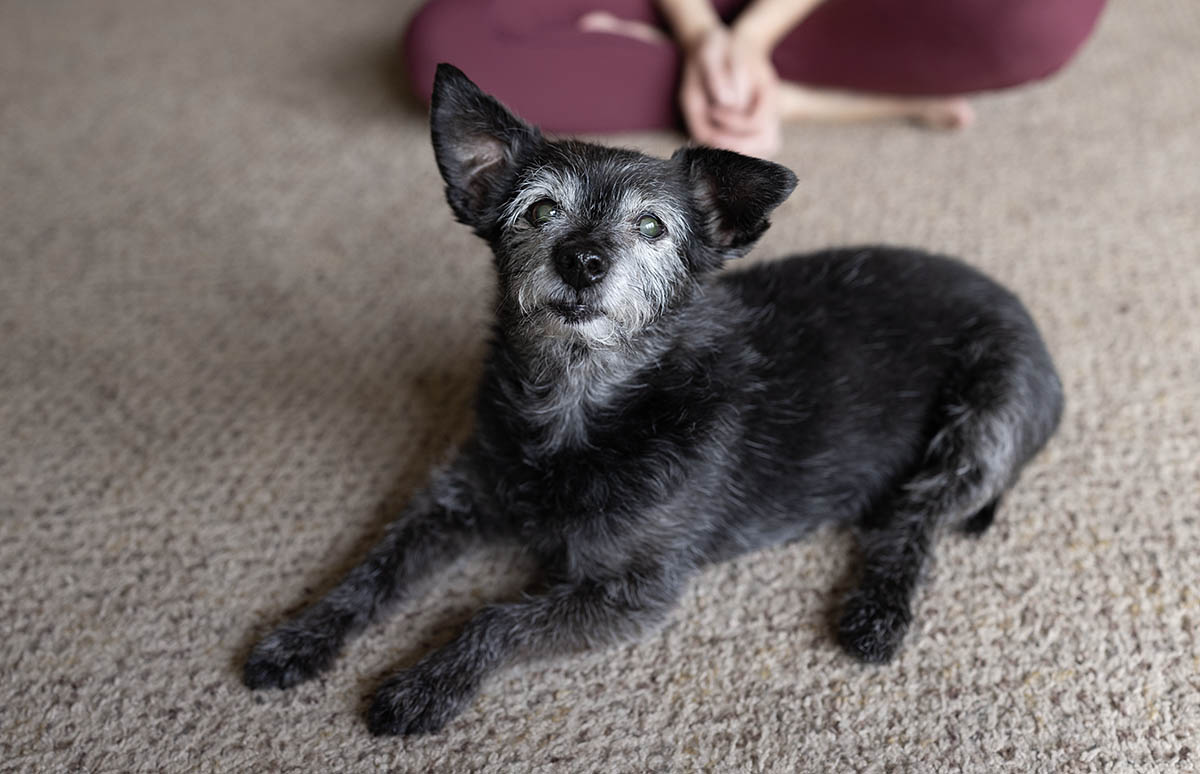 Family dog in-home session