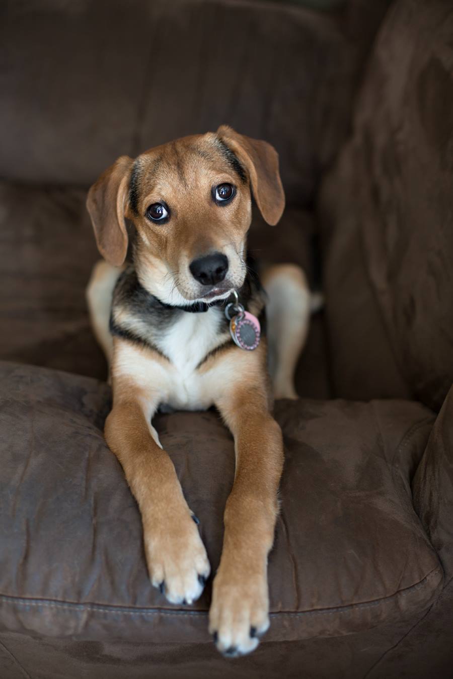 in-home minneapolis pet photography